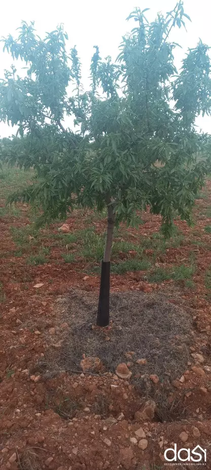 Parcela Rústica de Gran Potencial con Excelente Aptitud Agraria. - Foto 5
