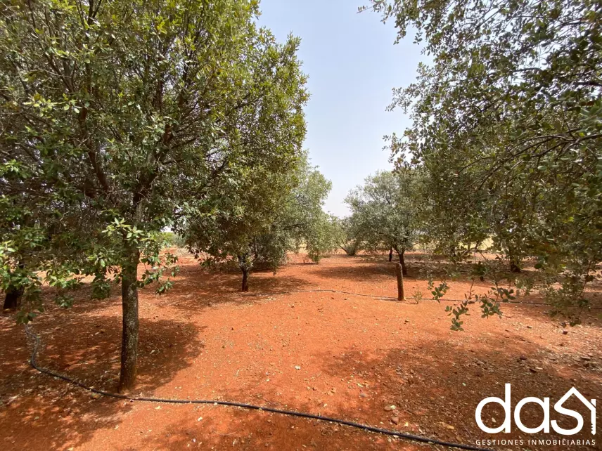 Finca rústica en venta en Torrenueva - Foto 17