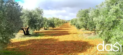 Parcela rústica con olivar en Zona Virgen de Lourdes - Foto 4