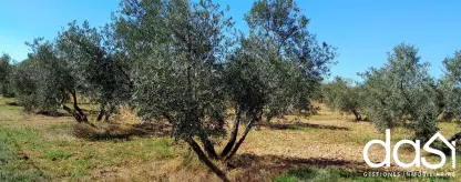 Parcela rústica con olivar en Zona Los Llanos - Foto 2