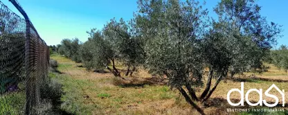 Parcela rústica con olivar en Zona Los Llanos - Foto 3