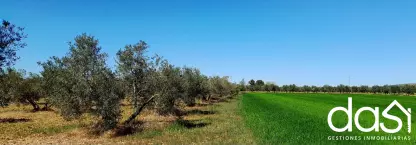 Parcela rústica con olivar en Zona Los Llanos - Foto 4